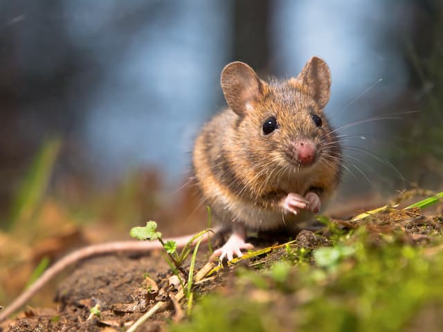 Nighttime Nuisances Exploring Nocturnal House Mouse Behavior