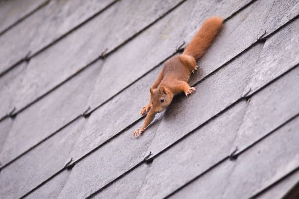 Safeguarding Your Attic The Benefits of Expert Squirrel Exclusion Service