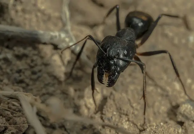 When to Start Worrying About A Carpenter Ant Problem